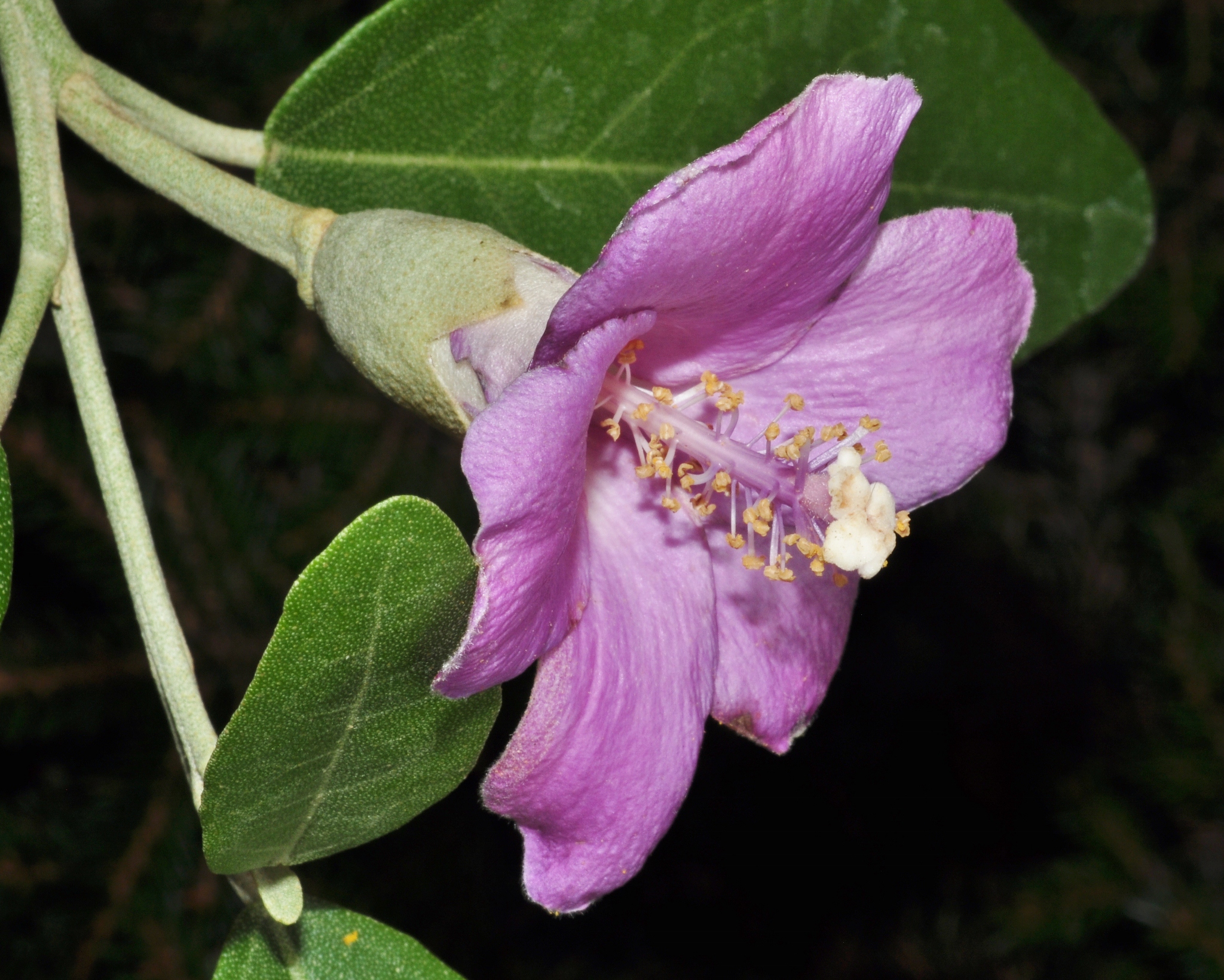 Bombacaceae Lagunaria pattersonii