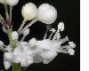 image of Maianthemum bifolium