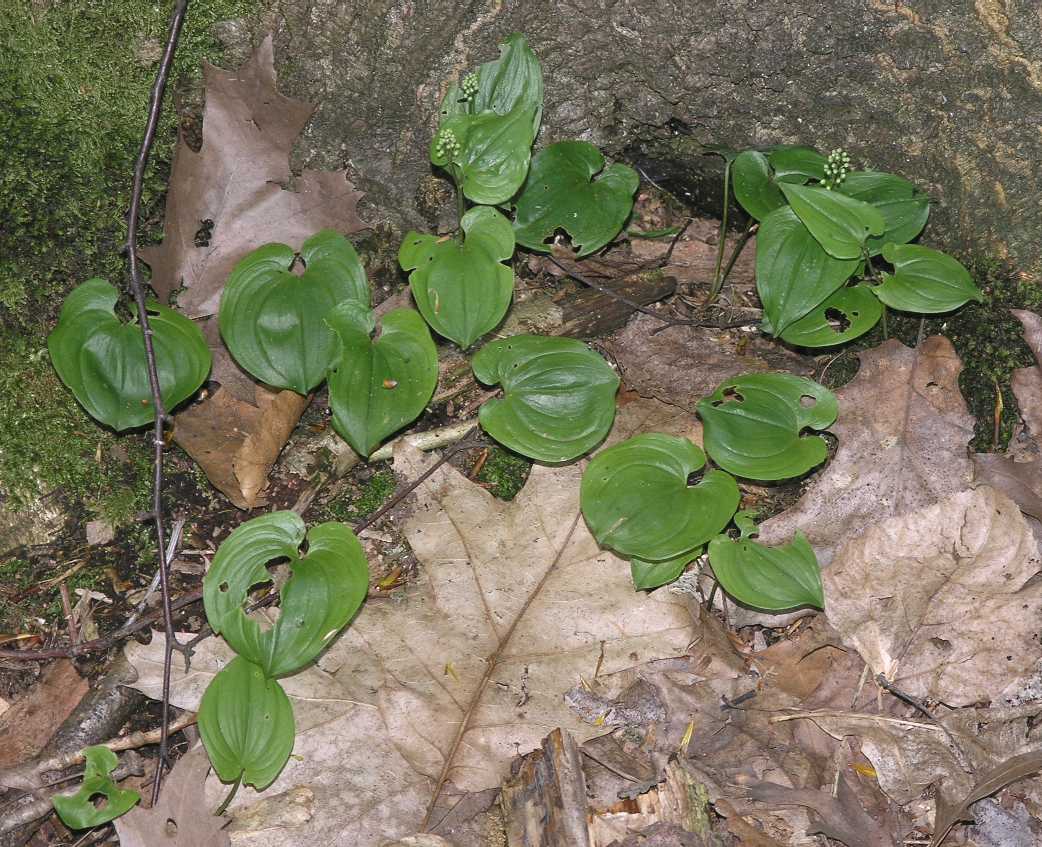 Asparagaceae Maianthemum bifolium