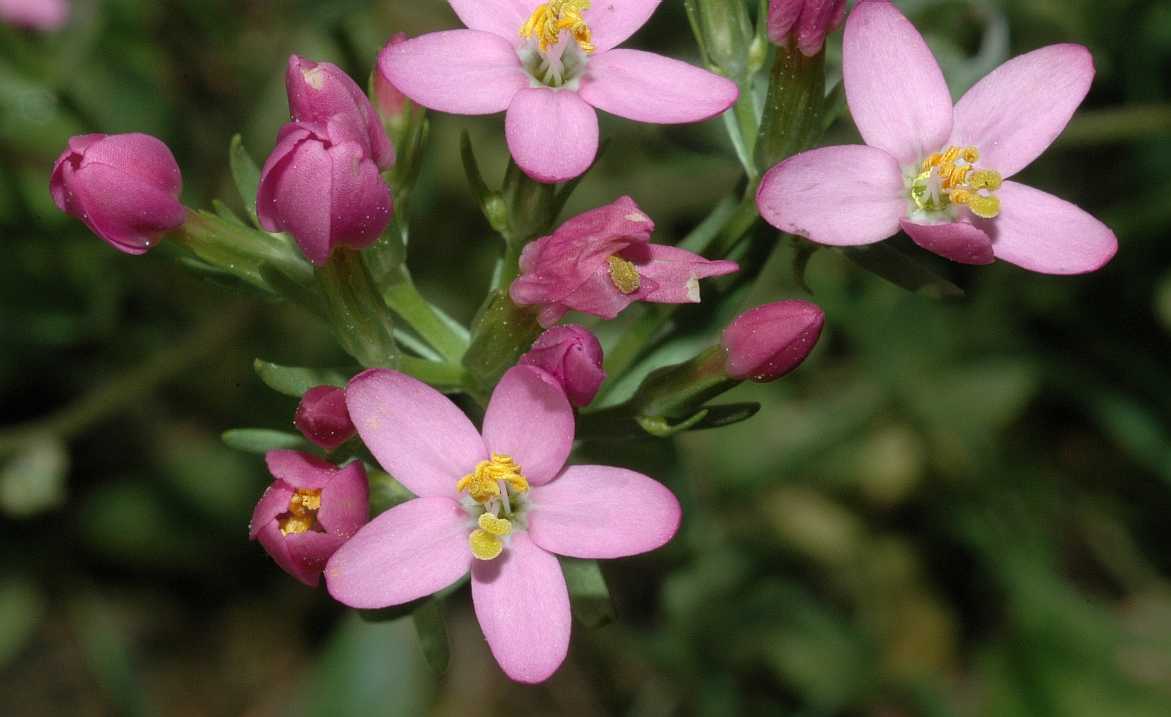 Gentianaceae Centaurium erythraea