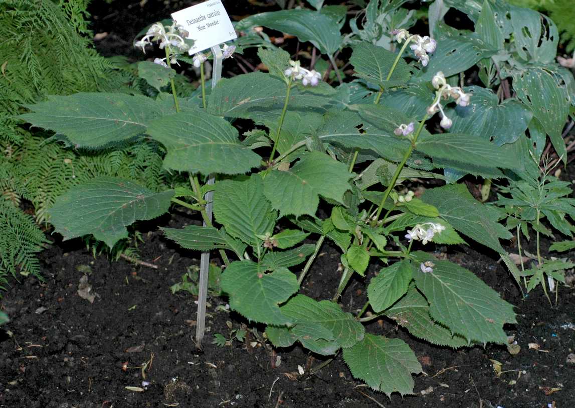 Hydrangeaceae Deinanthe caerulea