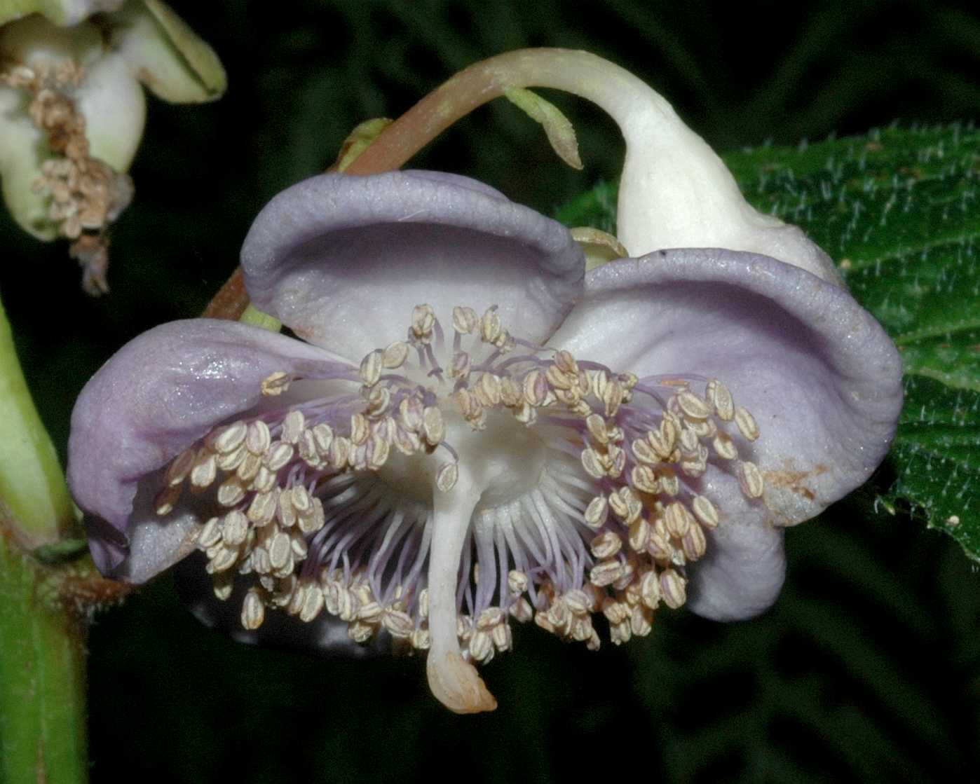 Hydrangeaceae Deinanthe caerulea