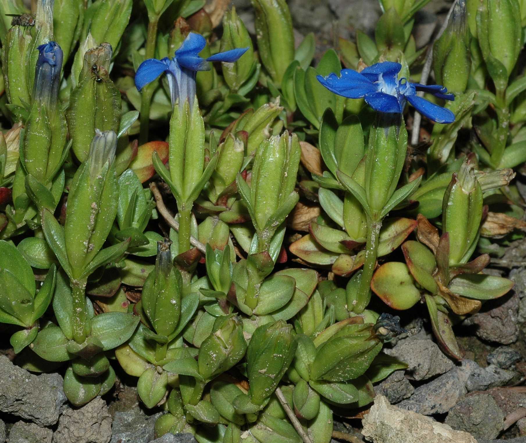 Gentianaceae Gentiana verna