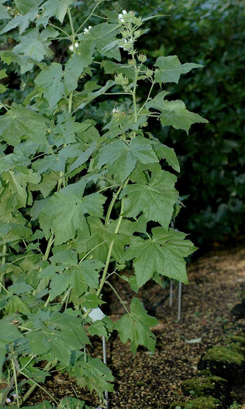Malvaceae Kitaibela vitifolia