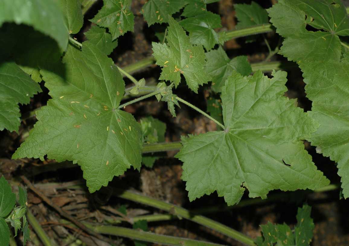 Malvaceae Kitaibela vitifolia