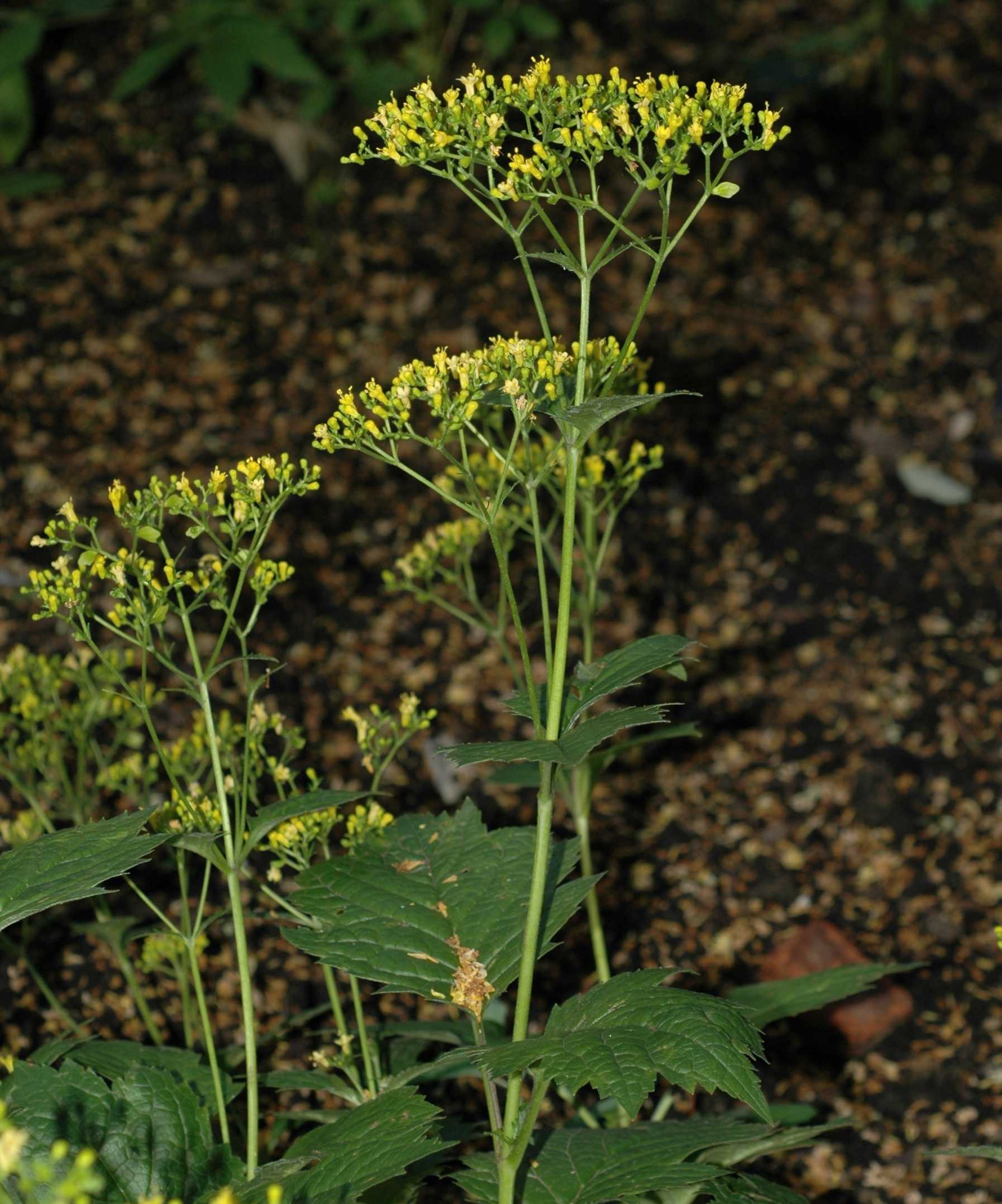 Caprifoliaceae Patrinia gibbosa