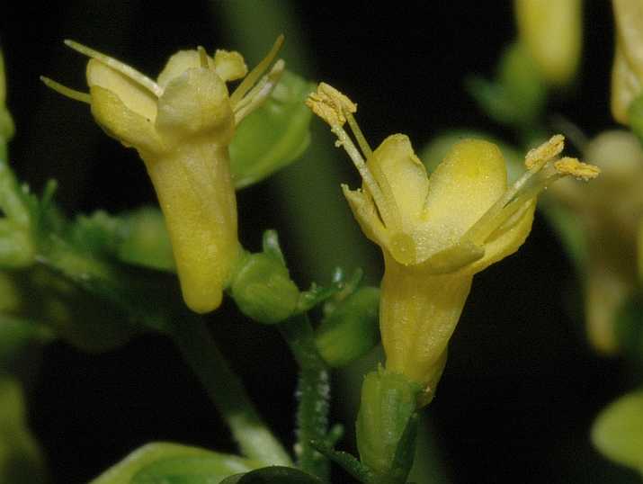 Caprifoliaceae Patrinia gibbosa