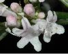 image of Valeriana officinalis