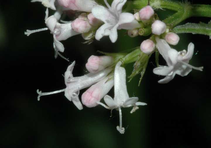 Caprifoliaceae Valeriana officinalis