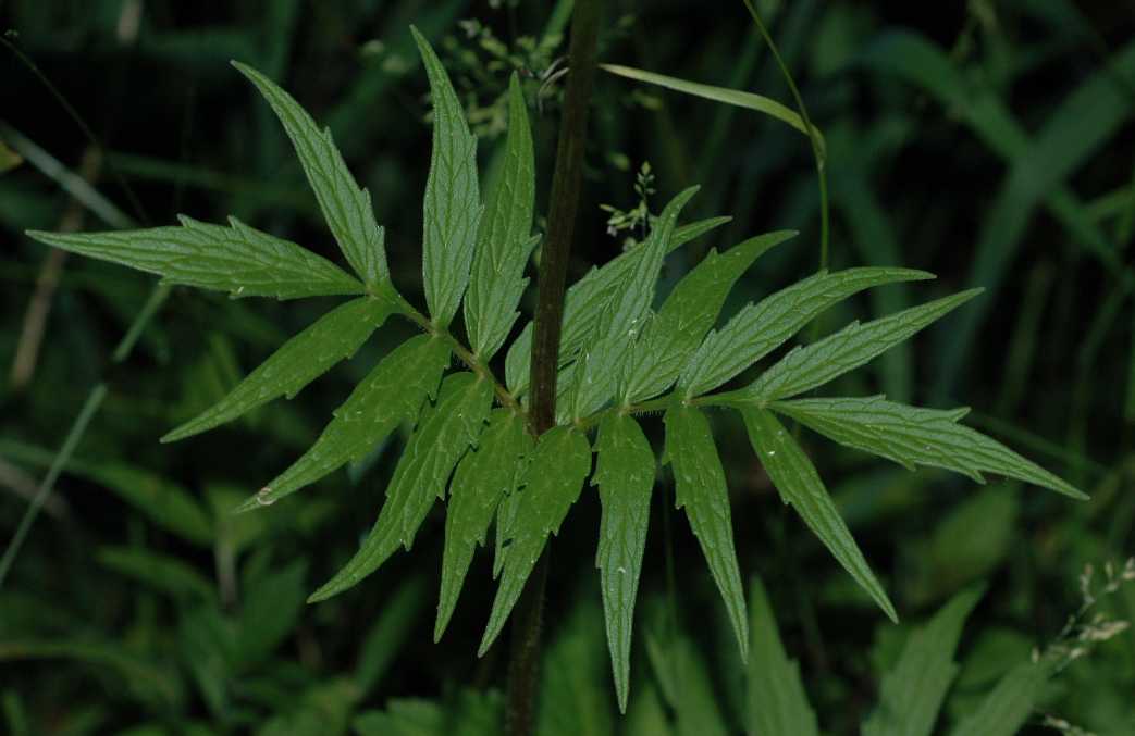 Caprifoliaceae Valeriana officinalis