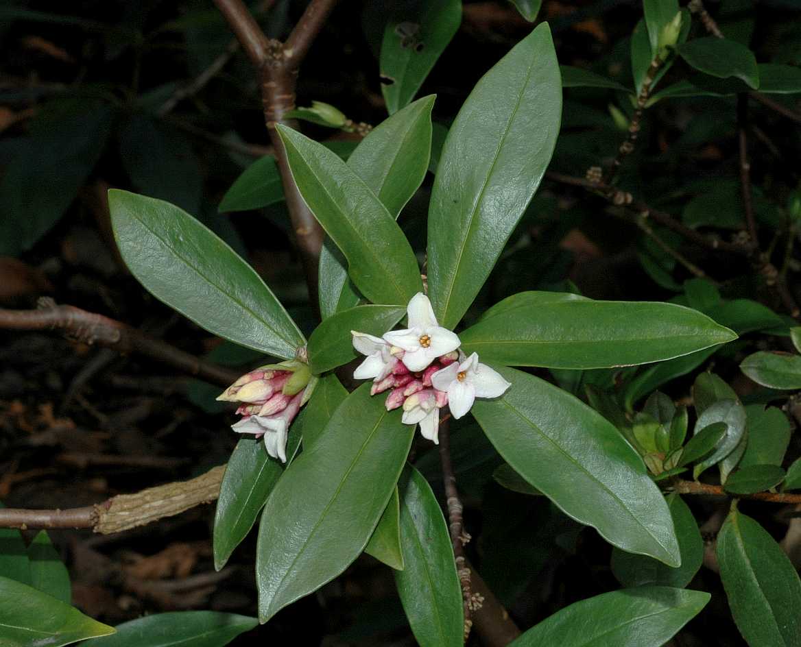 Thymelaeaceae Daphne odora