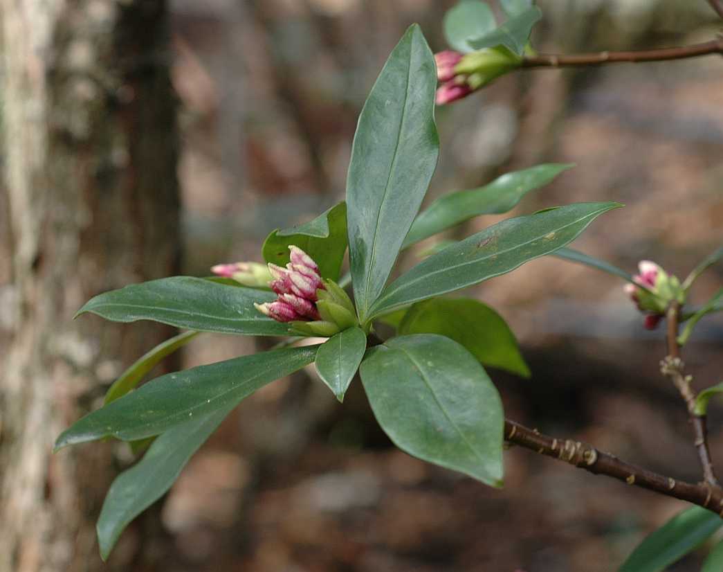Thymelaeaceae Daphne odora