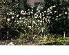image of Edgeworthia chrysantha