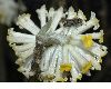 image of Edgeworthia chrysantha