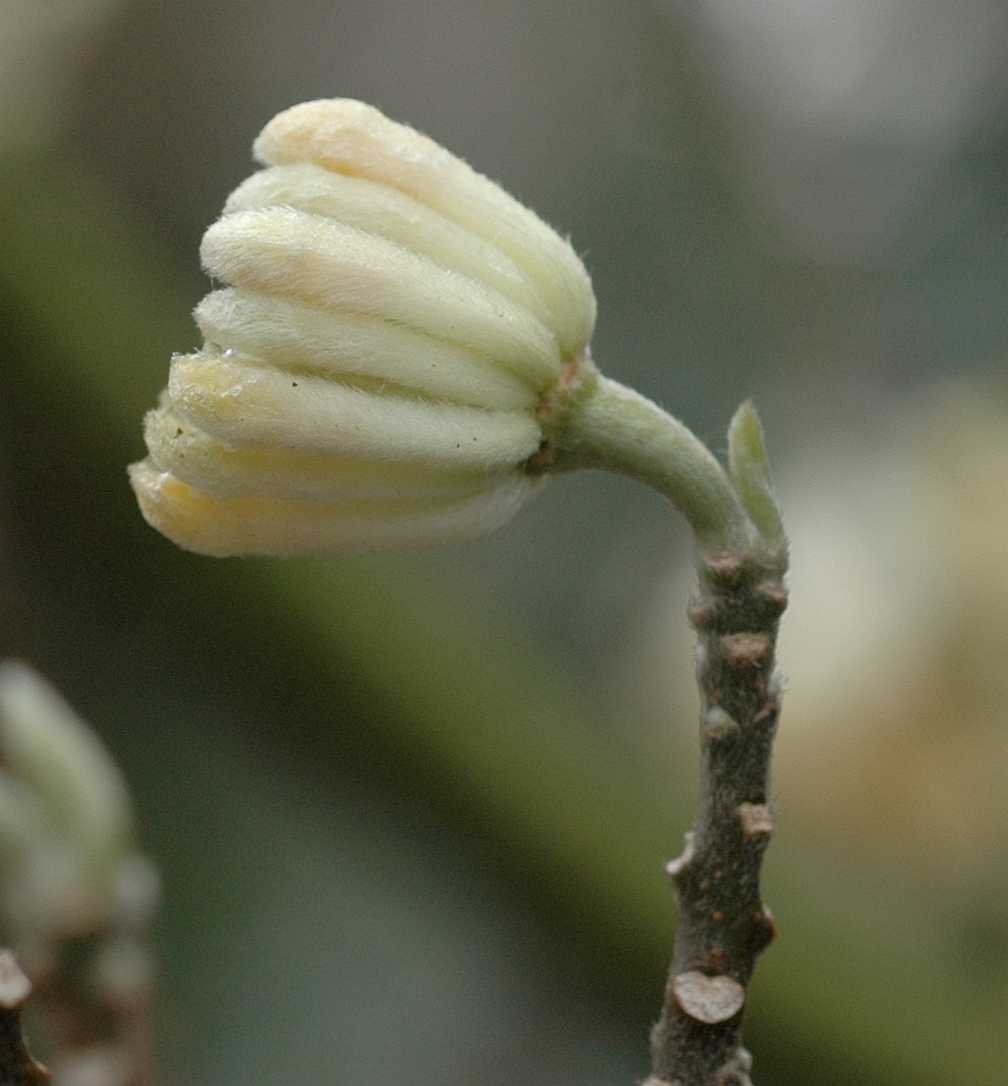 Thymelaeaceae Edgeworthia chrysantha