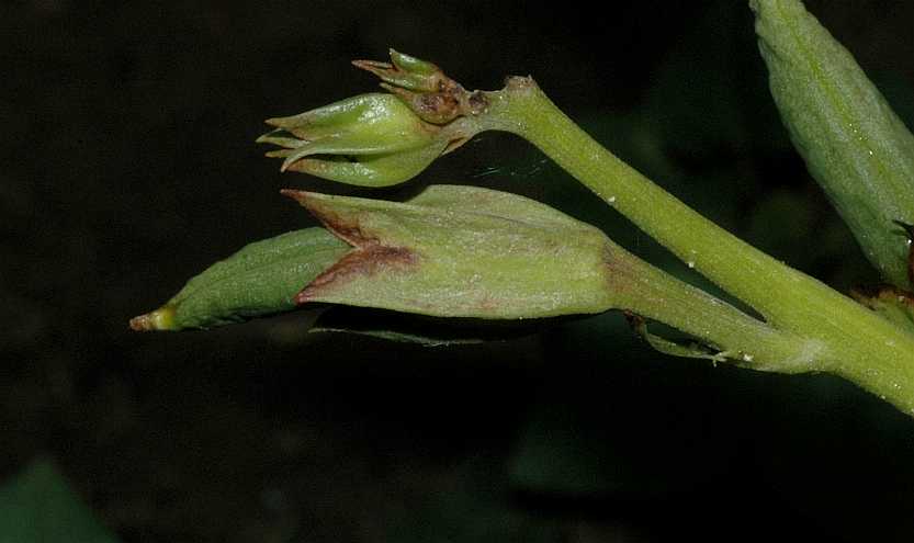 Bignoniaceae Incarvillea delavayi
