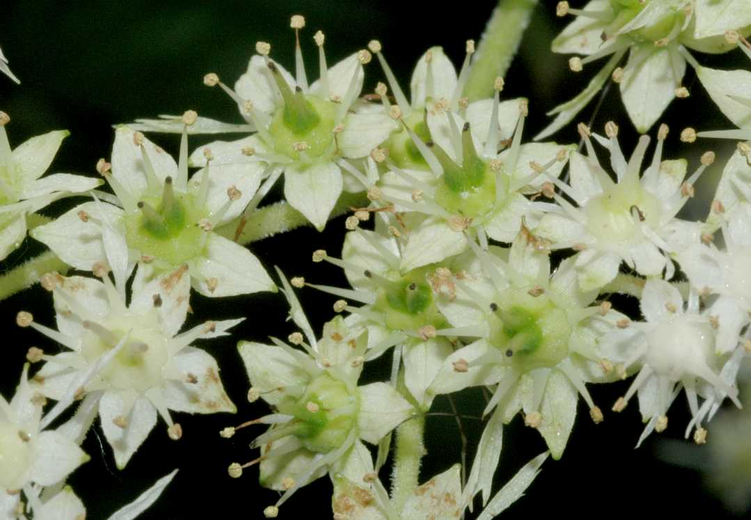 Saxifragaceae Rodgersia henrici