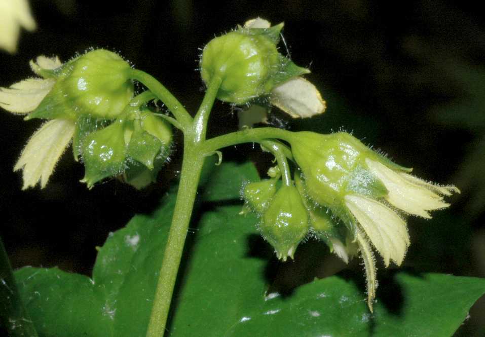 Saxifragaceae Peltoboykinia watanabei
