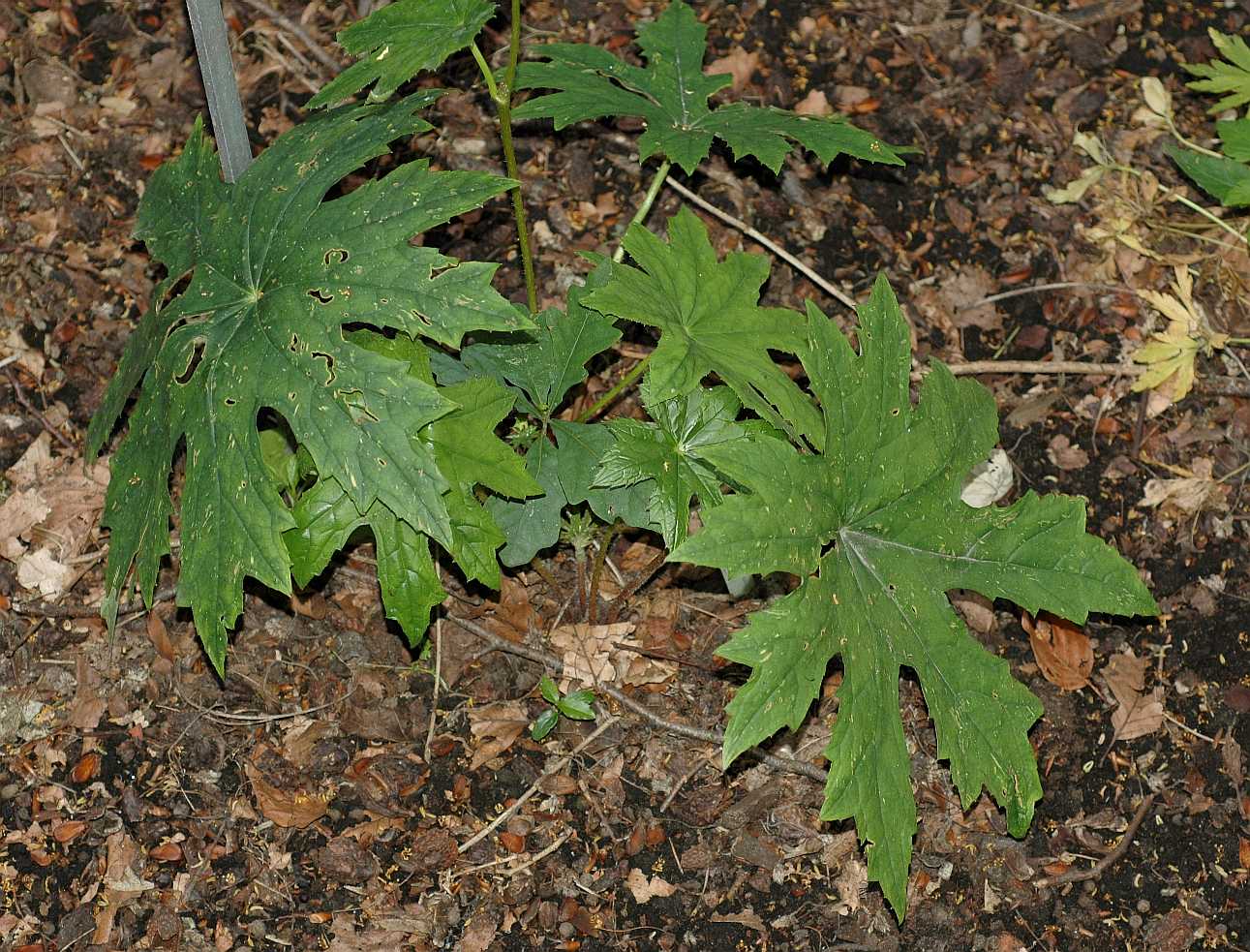 Saxifragaceae Peltoboykinia watanabei