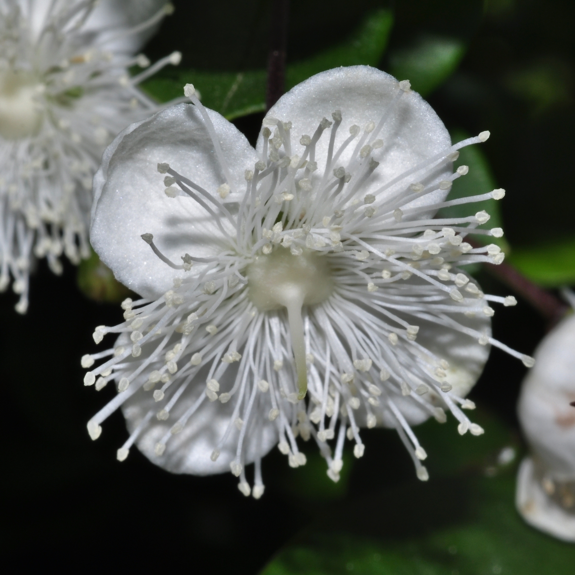 Myrtaceae Luma apiculata