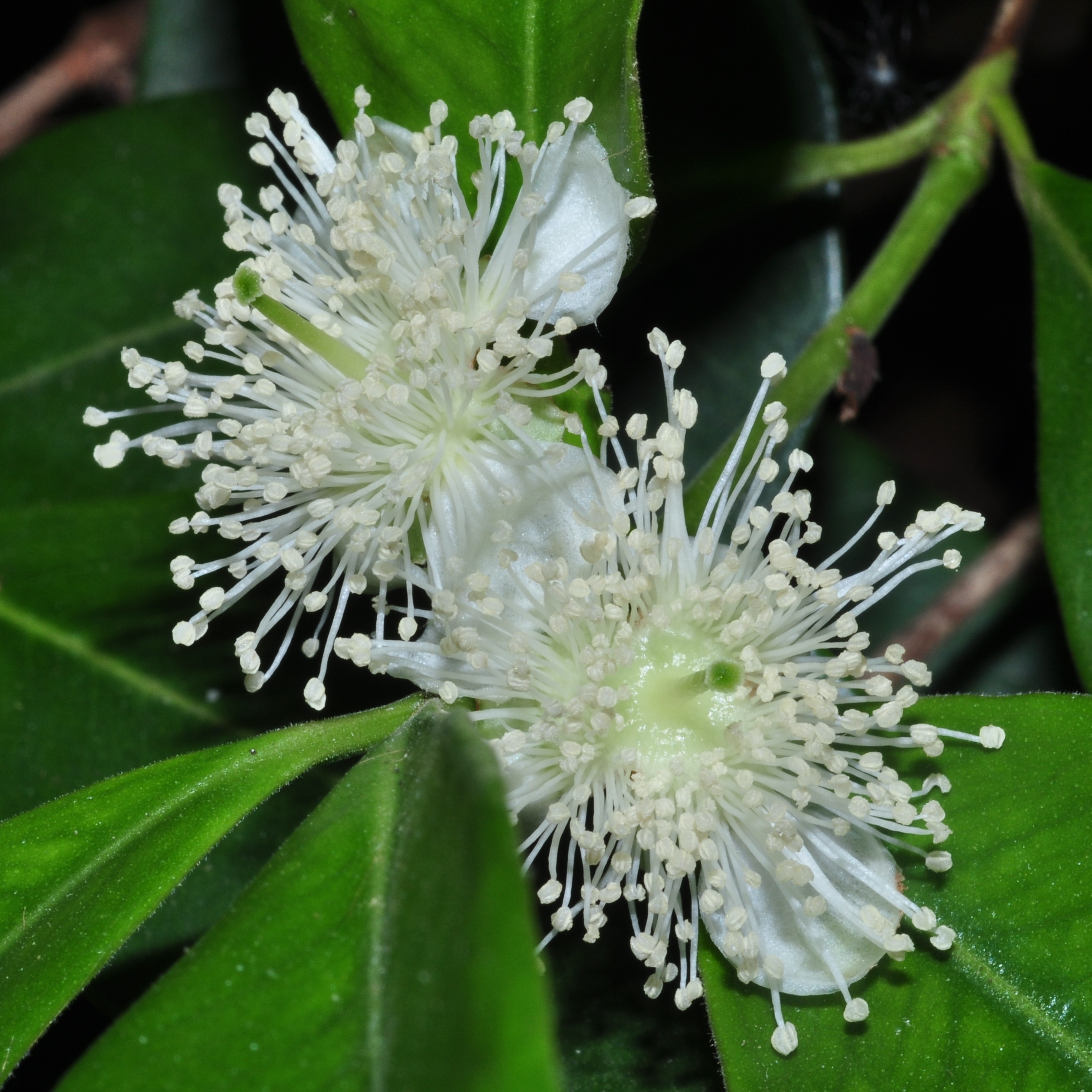 Myrtaceae Psidium catleianum