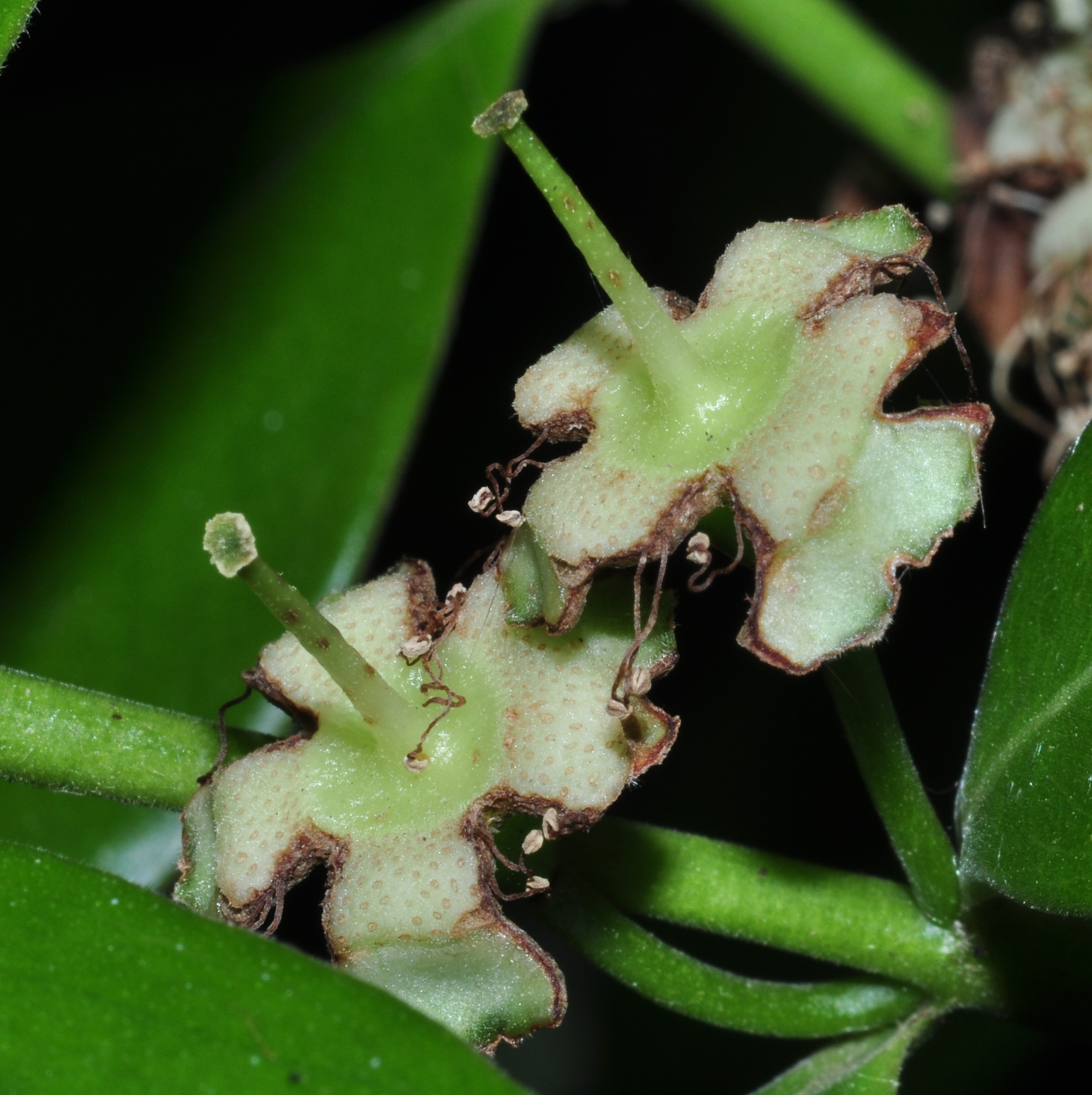 Myrtaceae Psidium catleianum