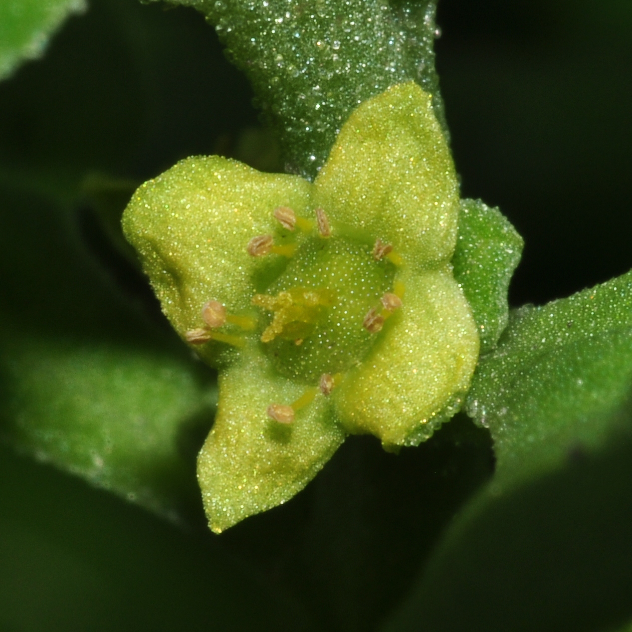 Aizoaceae Tetragonia Tetragonoides