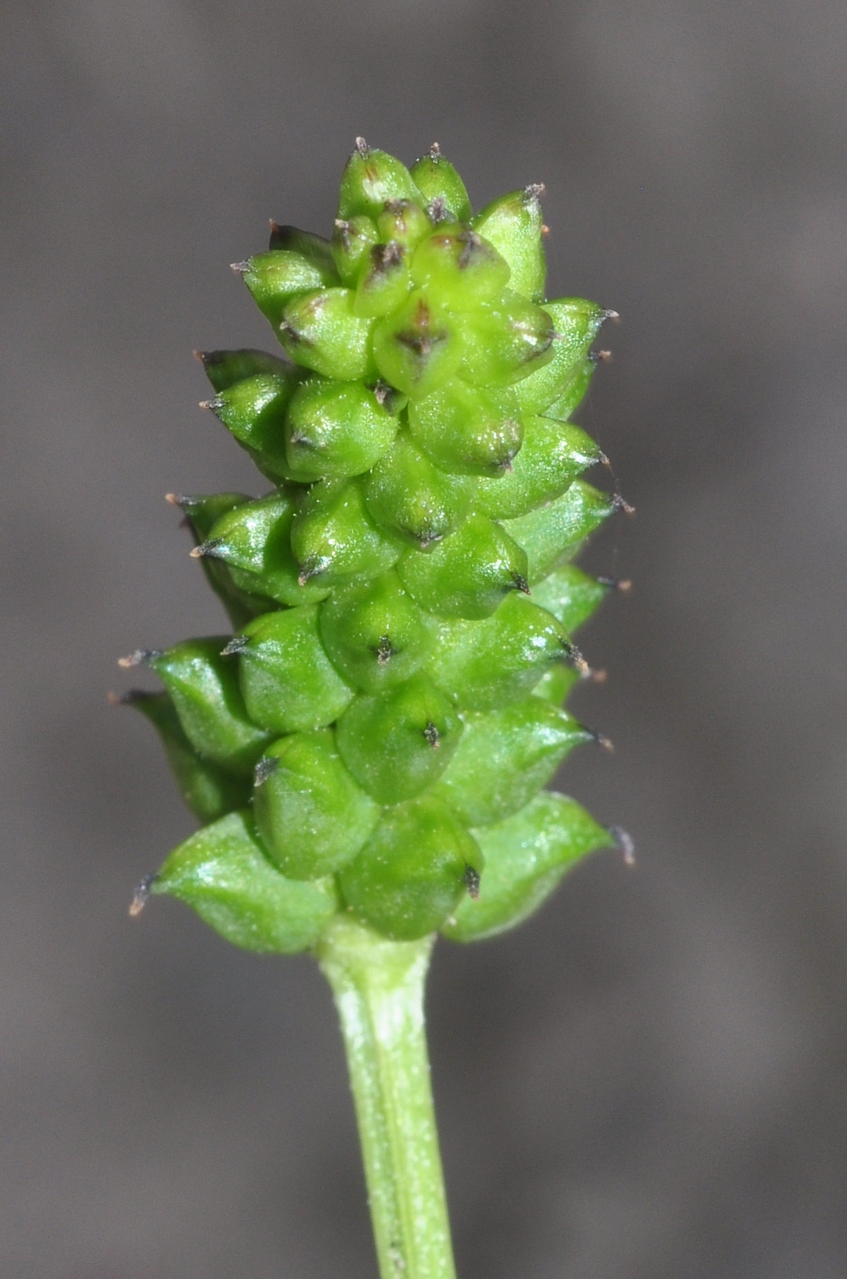 Ranunculaceae Adonis aestivalis