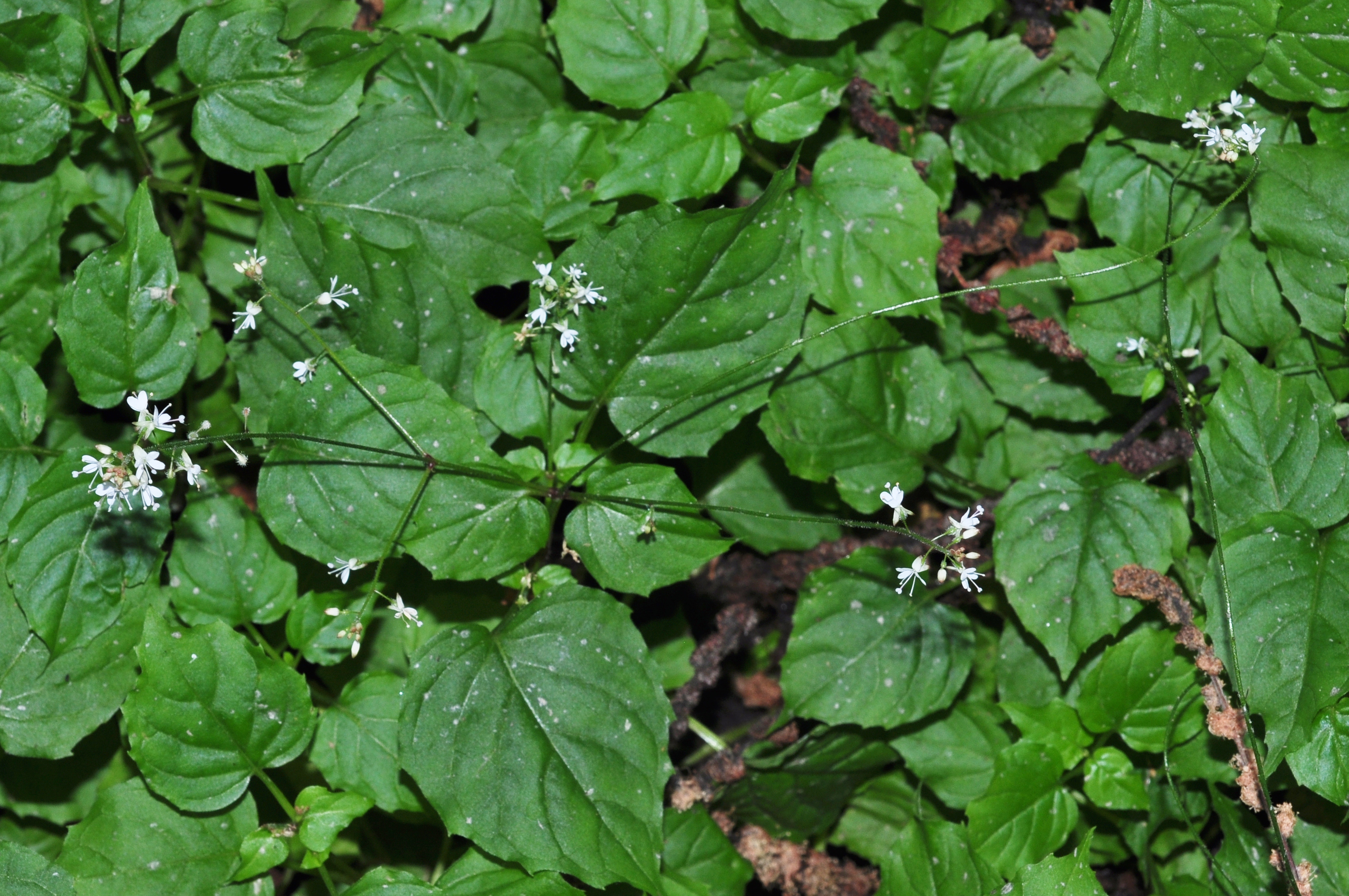 Onagraceae Circaea alpina