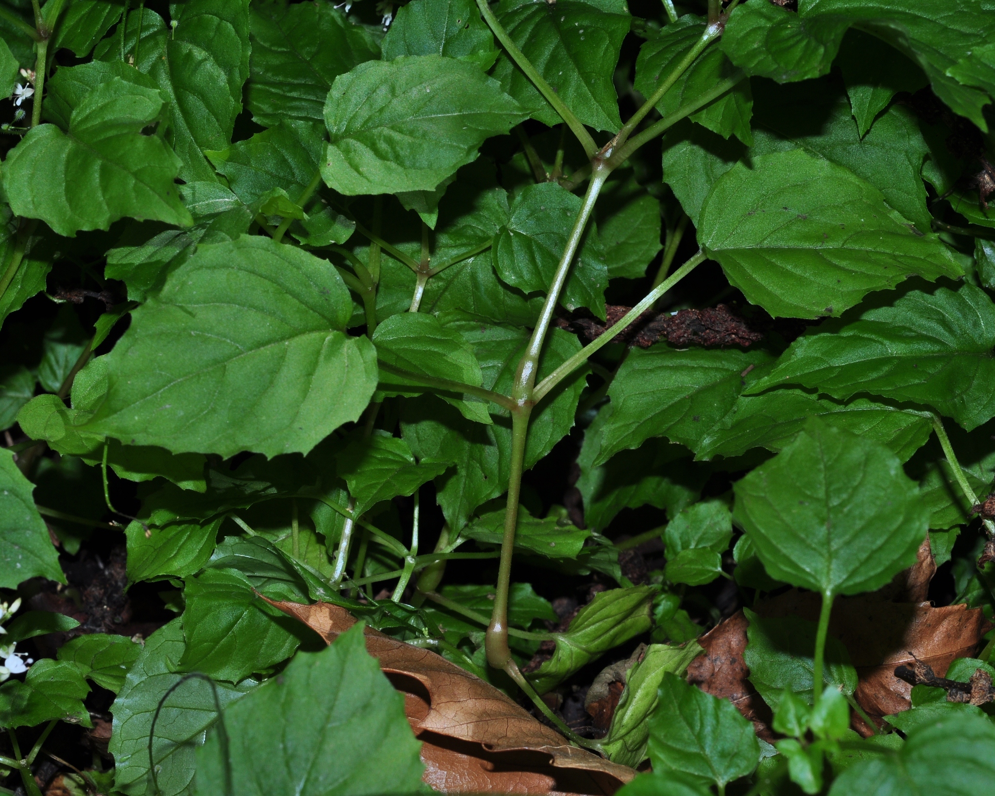 Onagraceae Circaea alpina