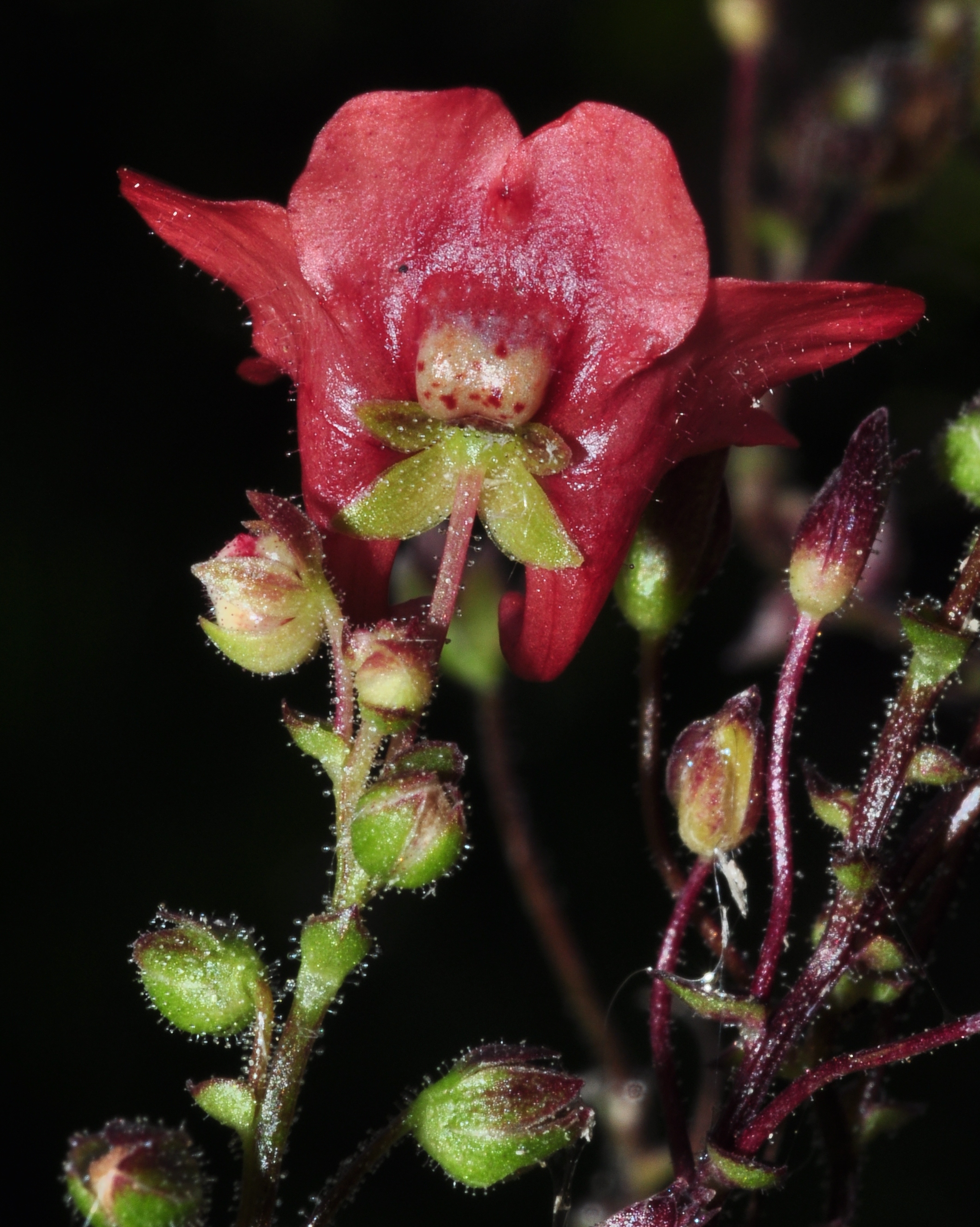 Scrophulariaceae Diascia barberae