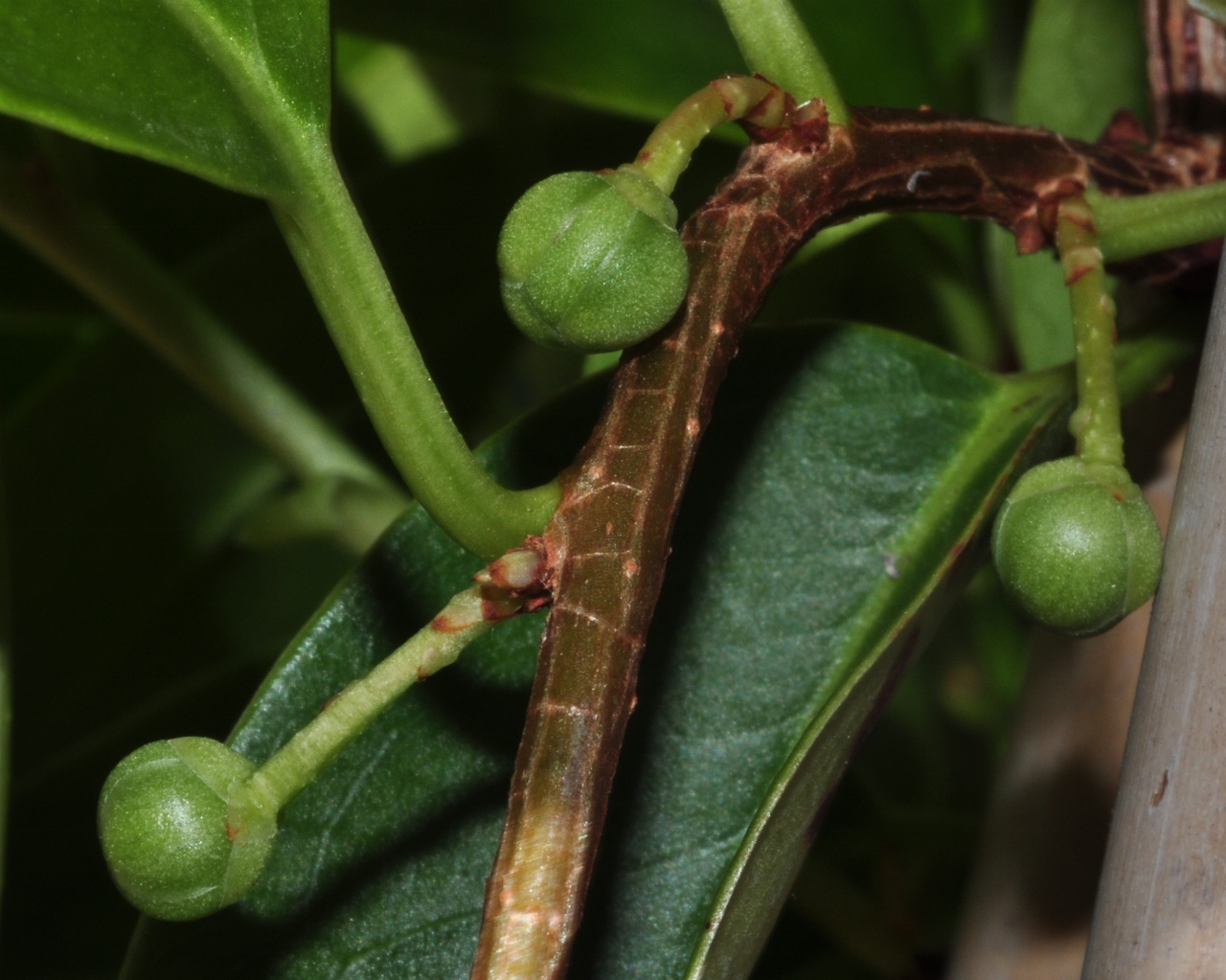 Schisandraceae Kadsura coccinea