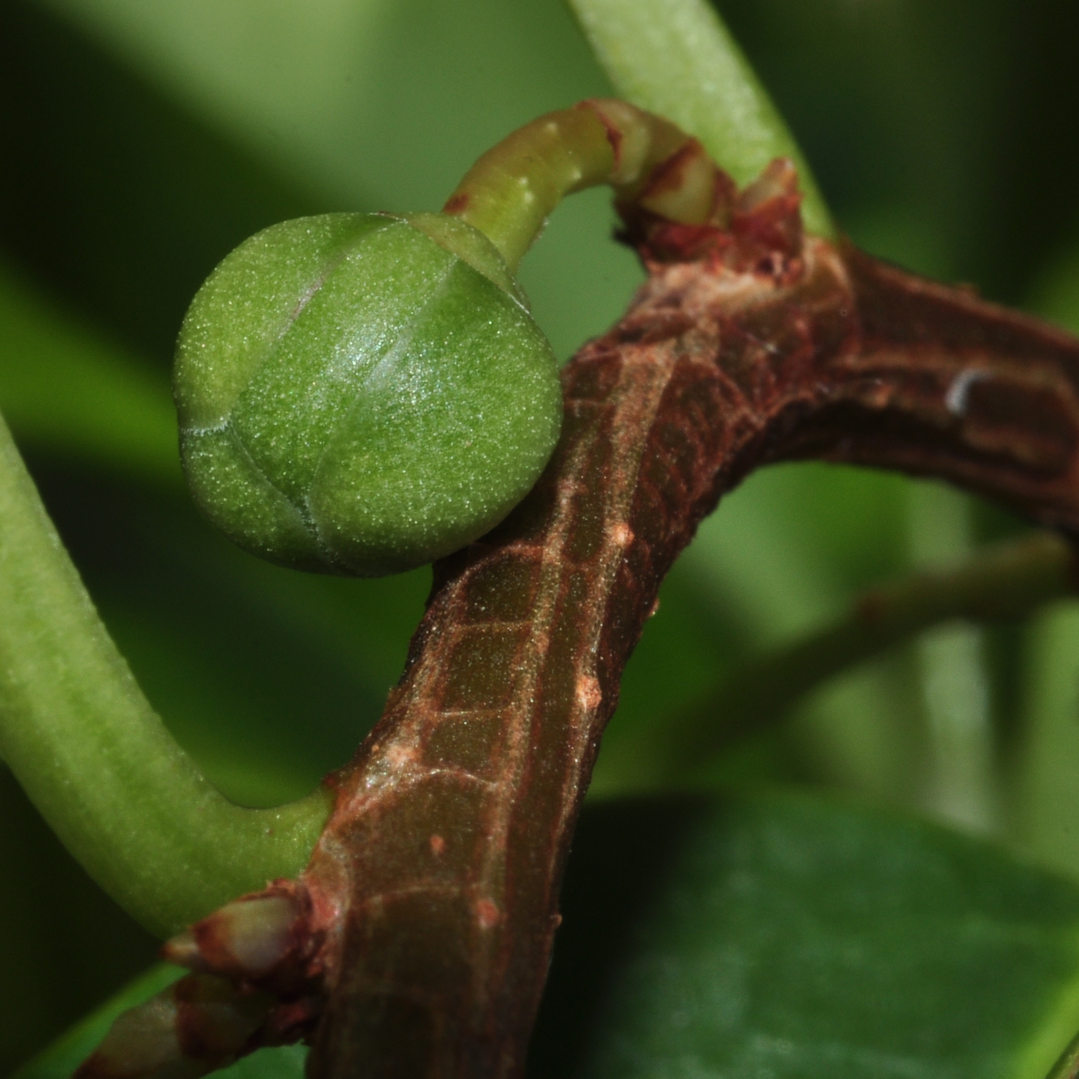 Schisandraceae Kadsura coccinea