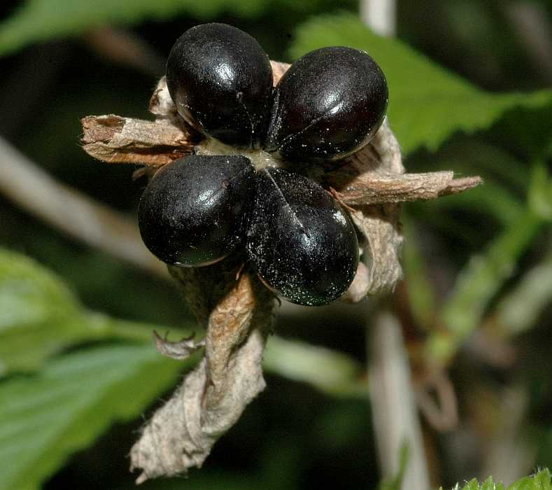 Rosaceae Rhodotypos scandens