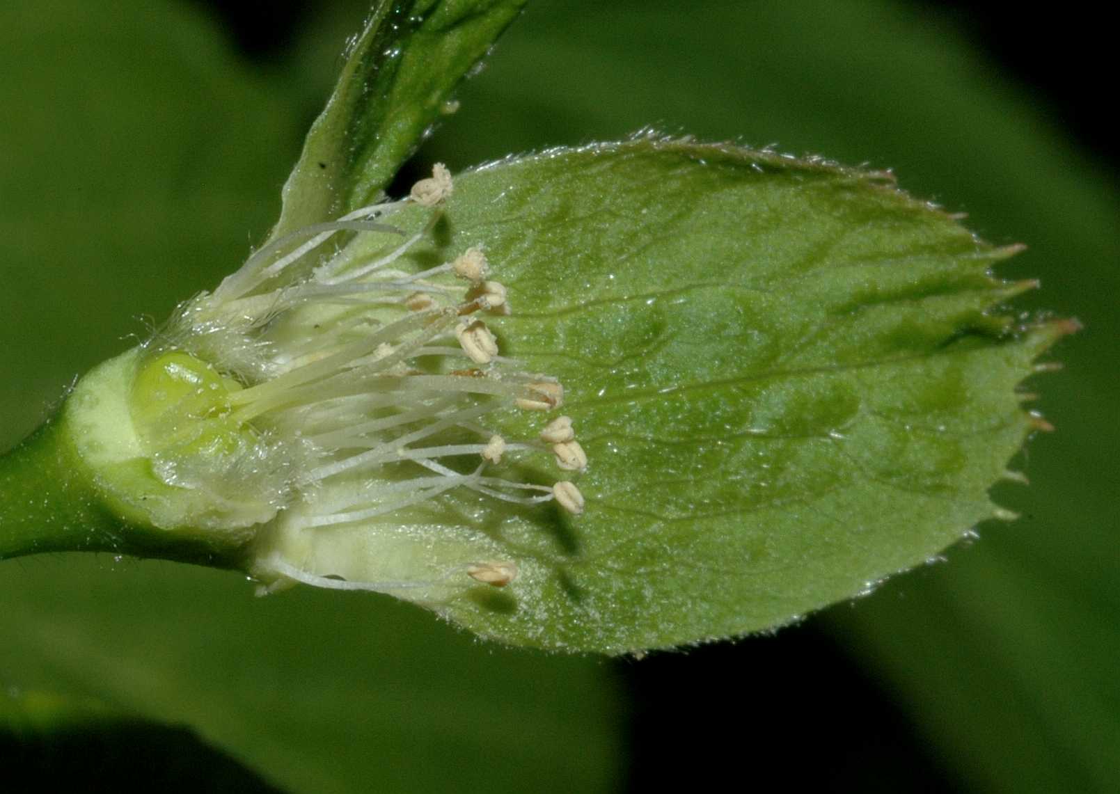 Rosaceae Rhodotypos scandens