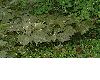image of Rodgersia podophylla