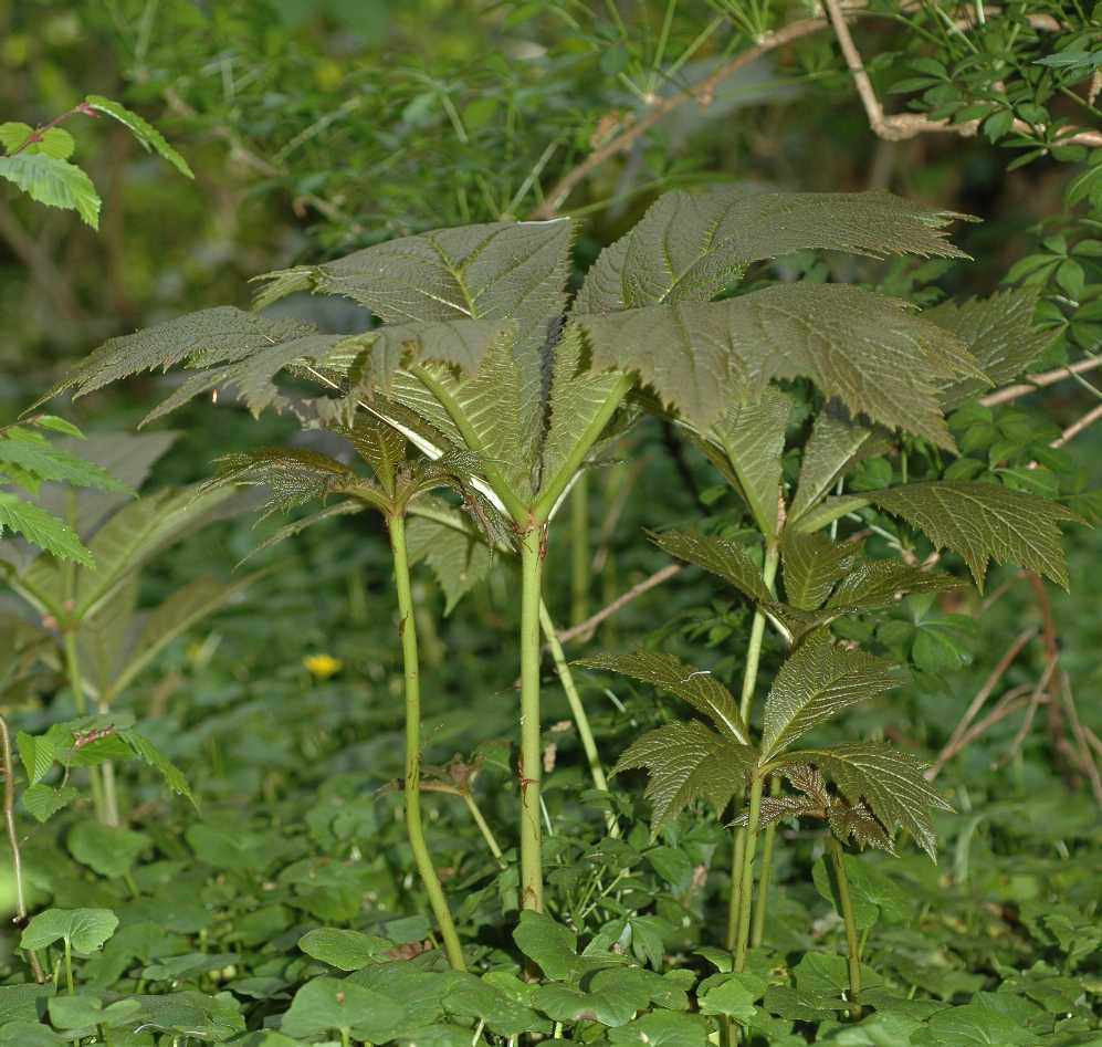 Saxifragaceae Rodgersia podophylla