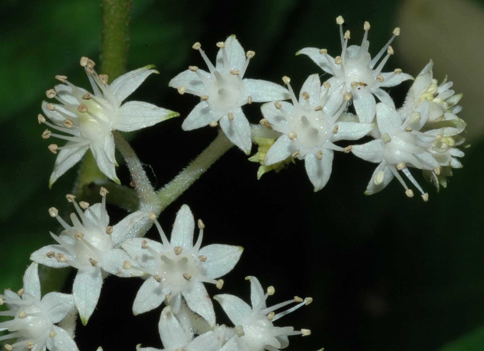 Saxifragaceae Rodgersia sambucifolia
