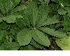 image of Rodgersia sambucifolia