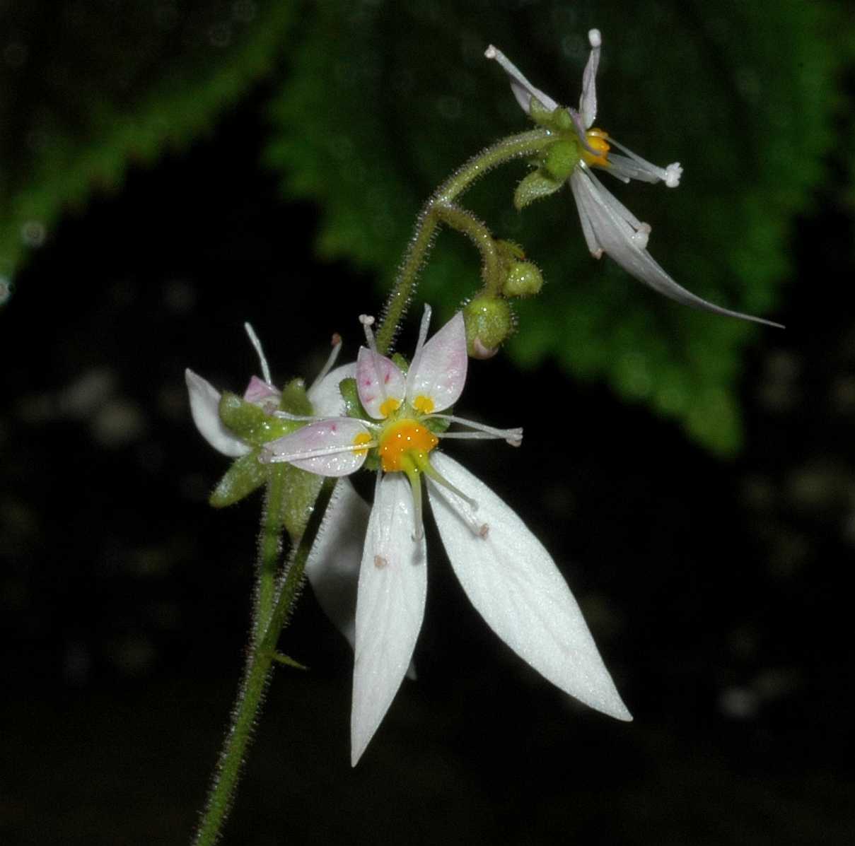 Saxifragaceae Saxifraga stolonifera