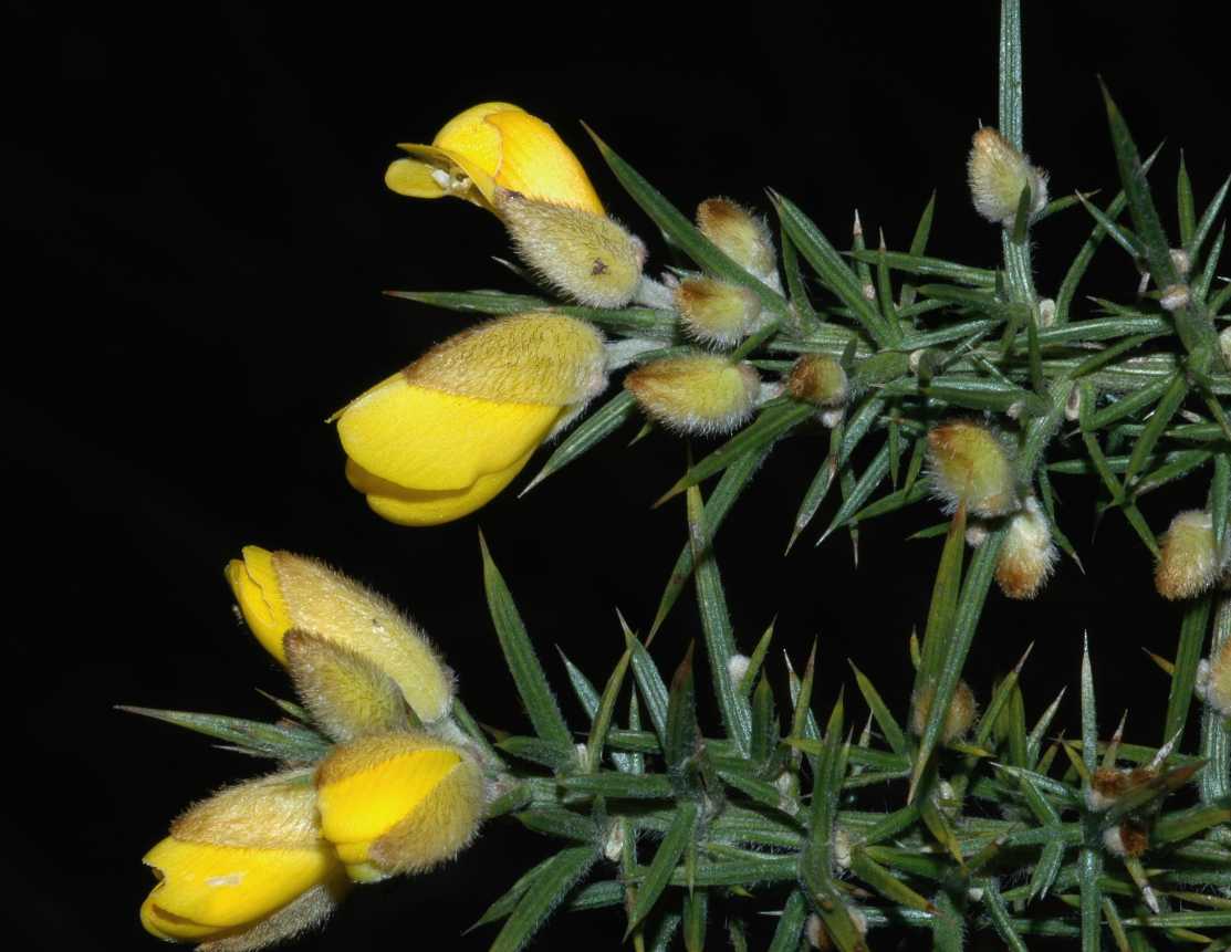 Fabaceae Ulex europaeus