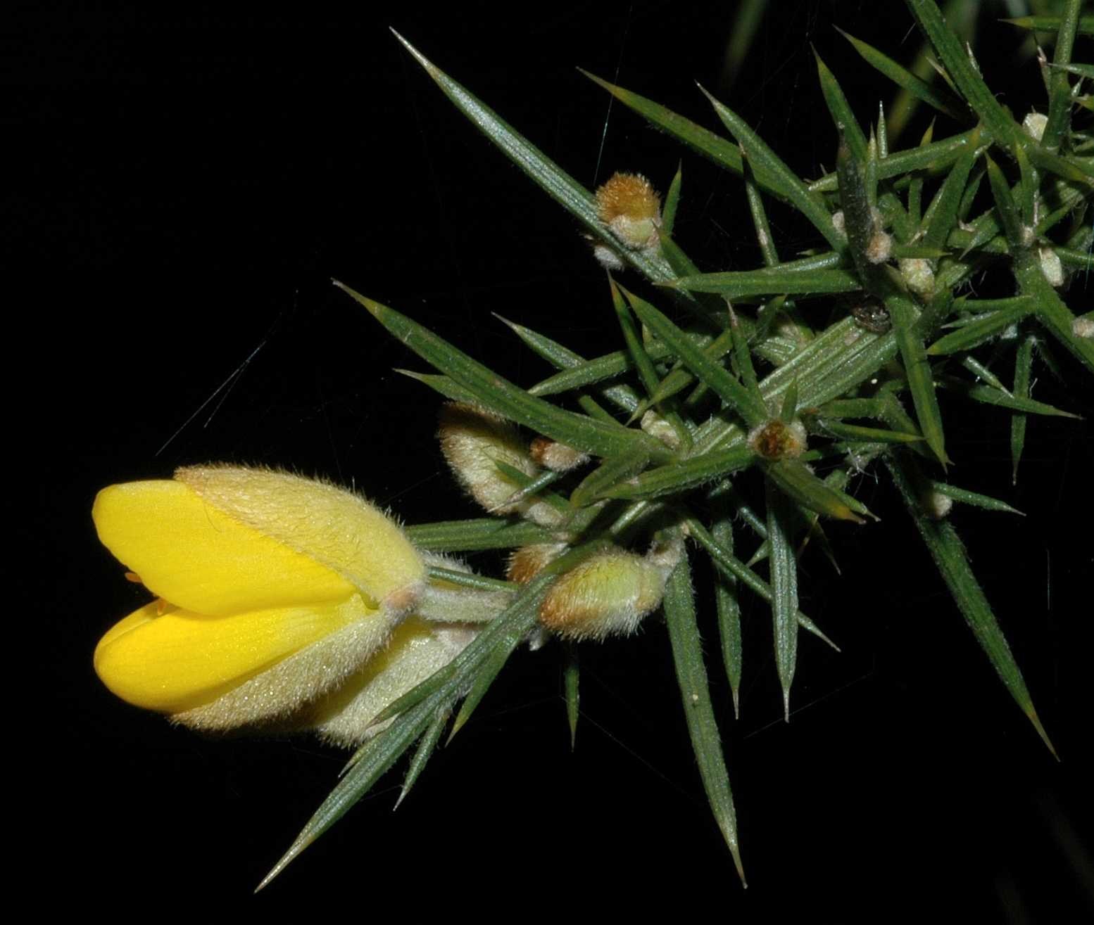 Fabaceae Ulex europaeus