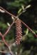 image of Betula albosinensis