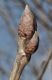 image of Quercus pontica
