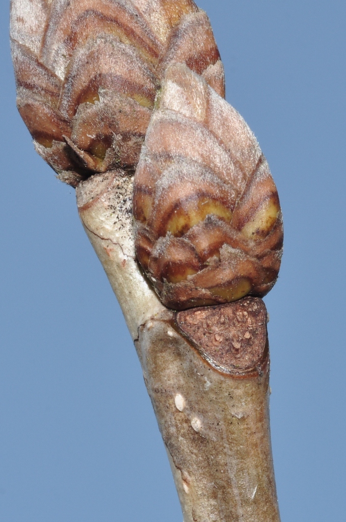 Fagaceae Quercus pontica