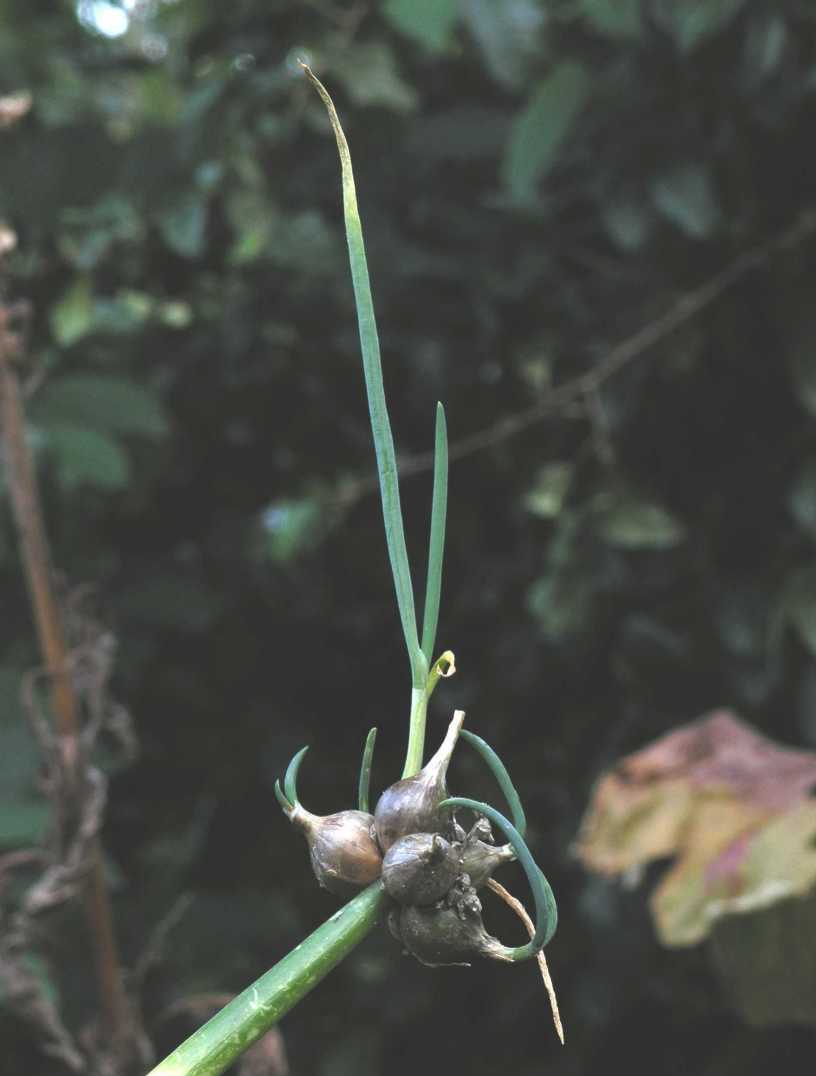 Amaryllidaceae Allium cepa
