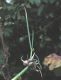 image of Allium cepa