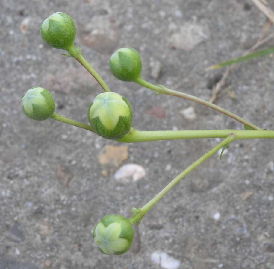 Hydrangeaceae Kirengeshoma palmata