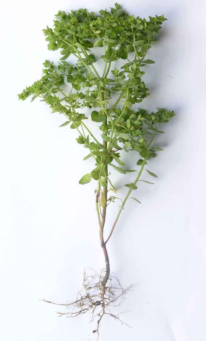 Euphorbiaceae Euphorbia peplus