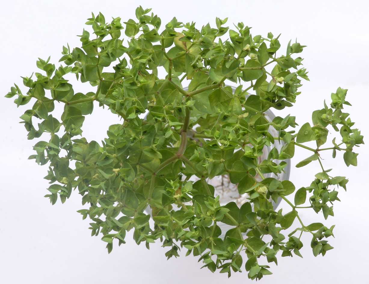 Euphorbiaceae Euphorbia peplus